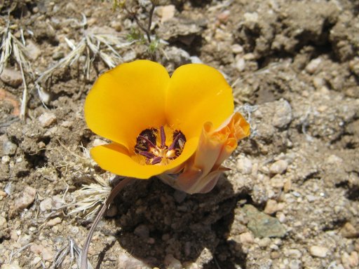 Mojave National Park, California